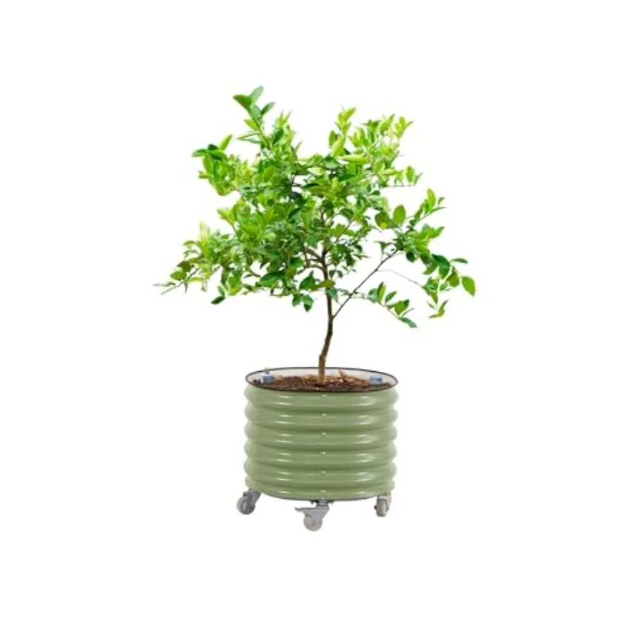 Fioriera a Rullo per Alberi da - Self-Watering Planter recensione e prezzo